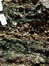 3.) March 2004 cockle.