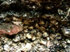 5.) March 2004 cockles sample 12.