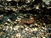 20.) March 2004 more cockles.