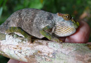 A magombera chameleon, discovered in Tanzania by Dr Andy Marshall (Image: Dr Andrew R Marshall)