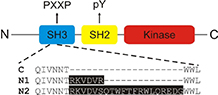 Neuronal splicing of C-Src kinase yields N1- and N2-Src.