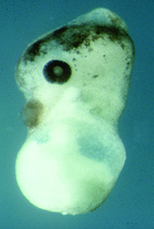 The phenotype of an amphibian embryo