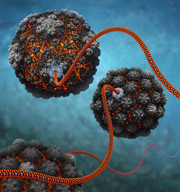 During an active phase, new copies of the virus’ genes are made and loaded into capsids
