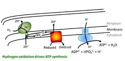 Hydrogen oxidation derives ATP synthesis