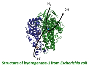 Structure of hydrogenase-1 from E. coli