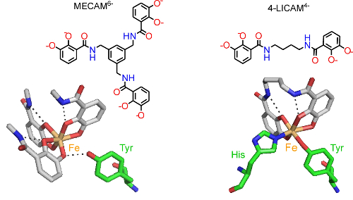 Fe(III) (orange) coordinated to the siderophore mimics MECAM6- and 4-LICAM4- (coloured by atom type) with key amino acid residues in the binding pocket of CeuE shown (green cylinders as carbon atoms). 