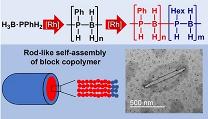 (Top) Block-copolymer synthesised using rhodium catalyst, (Bottom) Scheme of the assembly of the block copolymer into a rod-like nanostructure