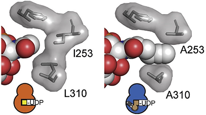 Image: original (left) and modified (right) complex with GalNAc-T (grey surface) and substrate (red and white spheres). The modified GalNAc-T has a hole that only the modified substrate can fill. Reproduced under Creative Commons licence from Schumann et al., 2020, Molecular Cell 78, 824–834.