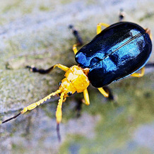 Beetle (anirbanbiswas_c8 on flickr)