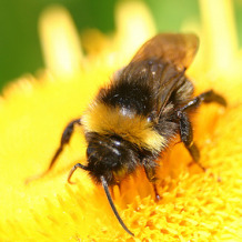 Bumble bee (bombus terrestris) on flower (Ian Kirk on flickr)