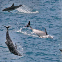 Dolphins at play (7scout7 at flickr)