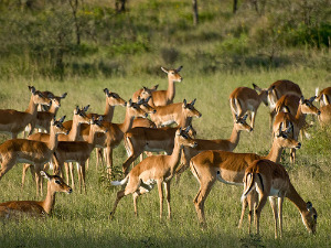 Impala herd (by wwarby on flickr)