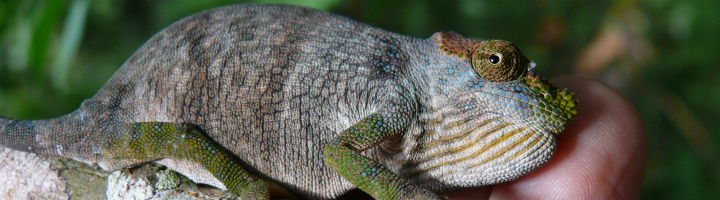 Kinyongia (chameleon genus) near Mizimu