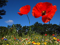 meadow flowers