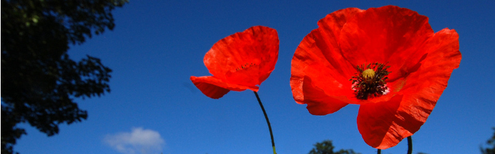 meadow flowers banner