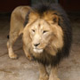 Addis Ababa lion