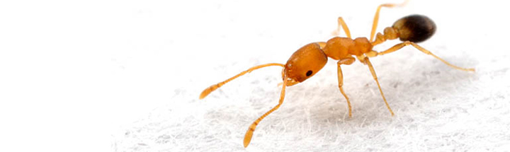 Pharoah ant. Photo: Alex Wild