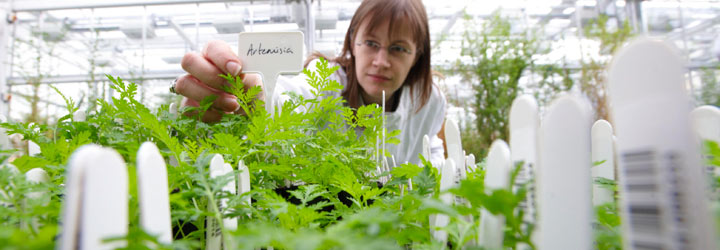 The Artemisia Research Project is developing improved varieties of the medicinal plant Artemisia annua