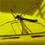 A daddy longlegs