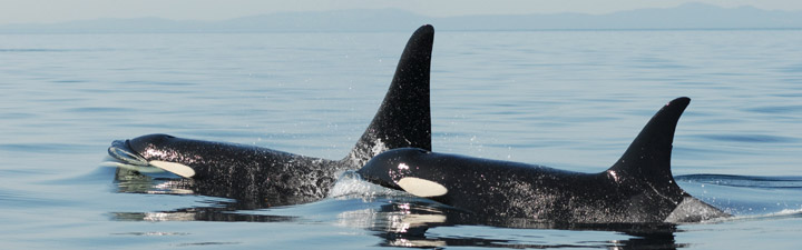 Post reproductive mother and son. Image courtesy of David Ellifrit Centre for Whale Research