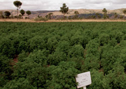 Crops in Madagascar