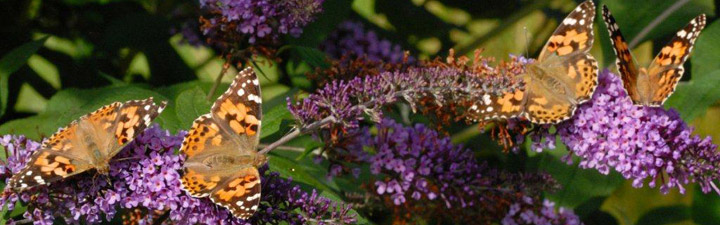 Painted Lady butterflies. Photo: Jim Asher, Butterfly Conservation