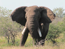 Savanna elephant. Photo by A Schaefer.