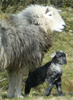 One of Professor Bowles’ Herdwicks with a young lamb. Photo: John Houlihan