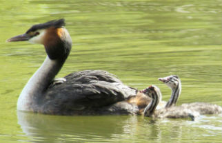 Great crested grebes and their chicks can be seen on the Heslington West campus. They are excellent swimmers and divers, and pursue their fish prey underwater. Image by www.duckoftheday.co.uk