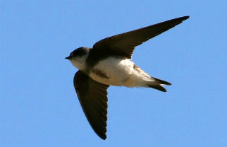 Sand martin: Sand martins have started to nest on the Heslington East campus, encouraged by the creation of special sand martin banks made from vertical earth which is soft enough for burrowing. Image by Ken Billington (http://kenbillington.ch/)