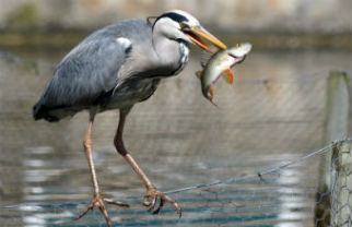 Grey herons can be seen at any time on campus as they do not migrate. They are often seen standing motionless at the water’s edge, waiting patiently for the perfect moment to stab at their prey with their dagger-like beaks. Image by Lindsey Bowes