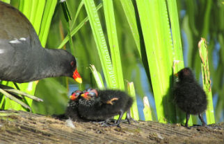 Moorhens are blackish with a red and yellow beak and long, green legs. The medium-sized water birds are sometimes called marsh hens or river chickens. They are thriving and breeding on the University campus. Image by www.duckoftheday.co.uk