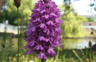 A hardy perennial herbaceous plant, the pyramidal orchid grows to 10–25cm in height, with the flowering period extending from April through July. The flowers are pollinated by butterflies and moths. Image by Gordon Eastham