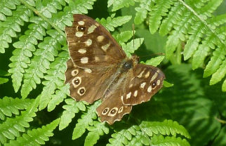 Speckled wood butterflies are brown with pale yellow or cream spots and dark upperwing eyespots. They are found on the borders of woodland and at York have become a focus of Department of Biology research into climate change and habitat fragmentation. The butterfly’s distribution has shifted northwards due to climate change, so it is now more commonly seen in our region. Image by Rachel Pateman