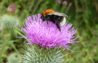 First seen in the UK in 2000, biological records have shown that the tree bumblebee has shifted its distribution rapidly northwards in recent years. Look out for them from April through July. Queens, workers and males all tend to have black heads, tawny or darker gingery brown thorax, and a blackish abdomen with a white tail. Image by Rachel Pateman