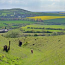 Protected areas, such as species-rich chalk meadows (foreground and the hill in the distance) are often separated by areas of intensive arable land, which species need to cross as they move northwards; by S. J. Marshall (http://www.flickr.com/photos/16155010@N04/)