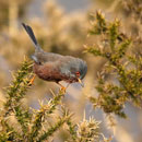 Dartford Warbler, a species that has colonised protected areas over five time more often than might have been expected; photo by David Cookson (www.dcimages.co)