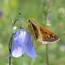 A male silver-spotted skipper, sitting astride a harebell, at Aston Rowant National Nature Reserve; by S. J. Marshall (http://www.flickr.com/photos/16155010@N04/)
