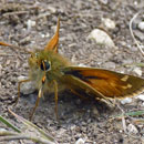 A male silver-spotted skipper warming up on the ground; this species of butterfly has colonise reserves nearly fifteen time more often than expected; by S. J. Marshall (http://www.flickr.com/photos/16155010@N04/)