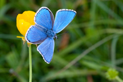 Adonis blue and the chalkhill blue butterfly use the same host plant, Horseshoe Vetch, and are found in similar habitats in the south of England. However the adonis blue has shown positive abundance changes and has expanded its distribution area, while the chalkhill blue has shown a negative abundance trend and has not expanded its range. Credit: Peter Eeles/Butterfly Conservation