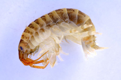 killer shrimp (credit: Environment Agency)
