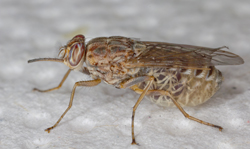 Tsetse fly (credit: Geoffrey M. Attardo)