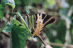 Graphium antiphates is found in open areas and forest clearings