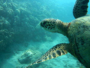 Sea turtle: photo by Bemep