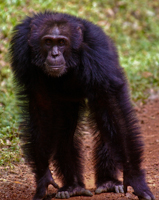 Chimpanzee fearful of the snake, Bugando Forest, Uganda