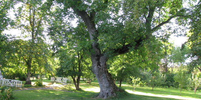 Ash tree in a park