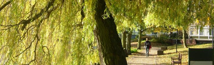 Trees, such as the willow, make the University grounds an attractive place to explore