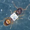 Micro chipped ant