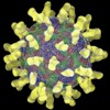 Rhinovirus