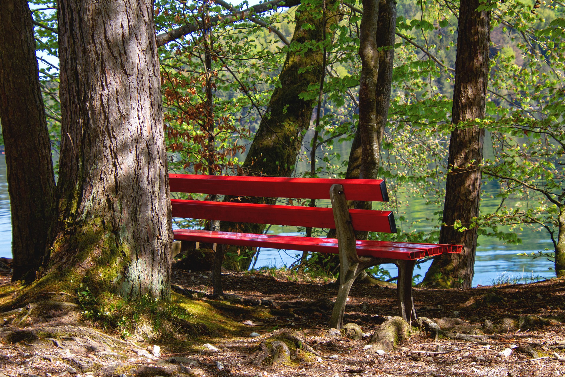 Red bench in forest overlooking water